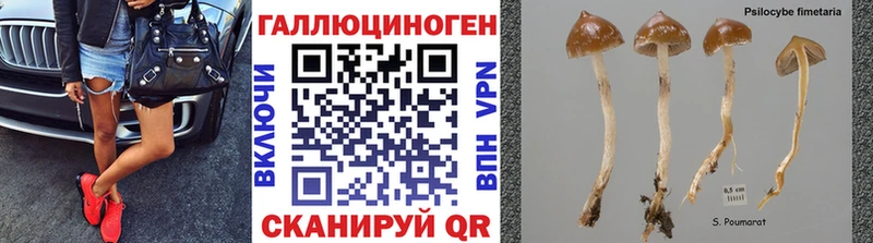 Псилоцибиновые грибы Psilocybine cubensis  Купить закладки  Благодарный 